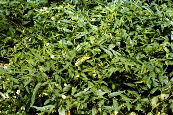 Sida acuta Usages Médicinaux