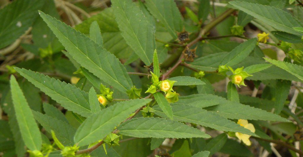 How to Prepare Sida Acuta Tea: A Step-by-Step Guide