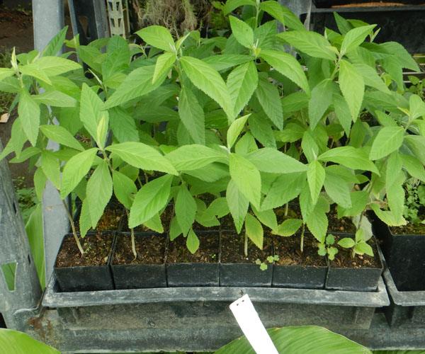 Benefits of Sida Acuta for Health