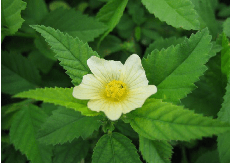 Benefits of Sida Acuta for Health