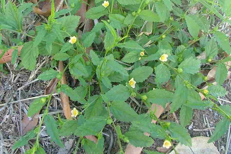 Sida Acuta Side Effects