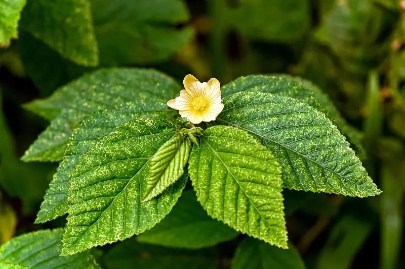 Sida Acuta Side Effects