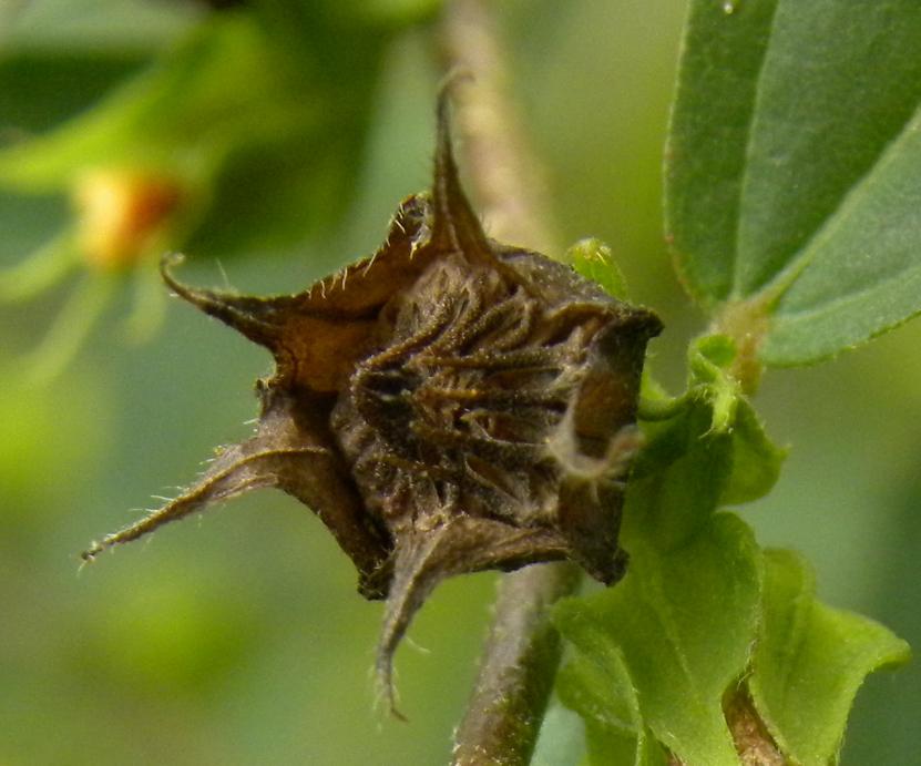 Conseils essentiels sur la Façon de Cultiver Sida acuta
