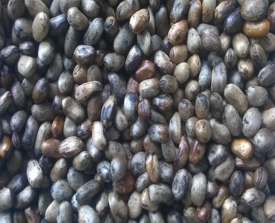 Uses and Benefits of Ehuru Seed