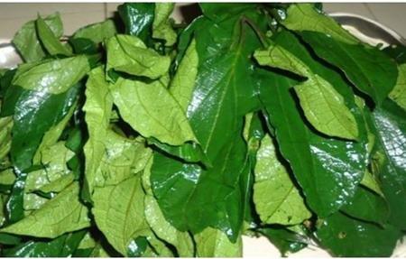 Health Benefits of Ugu Leaf