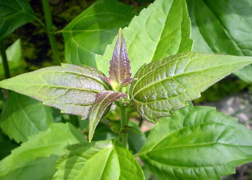 Health Benefits of Siam Weed