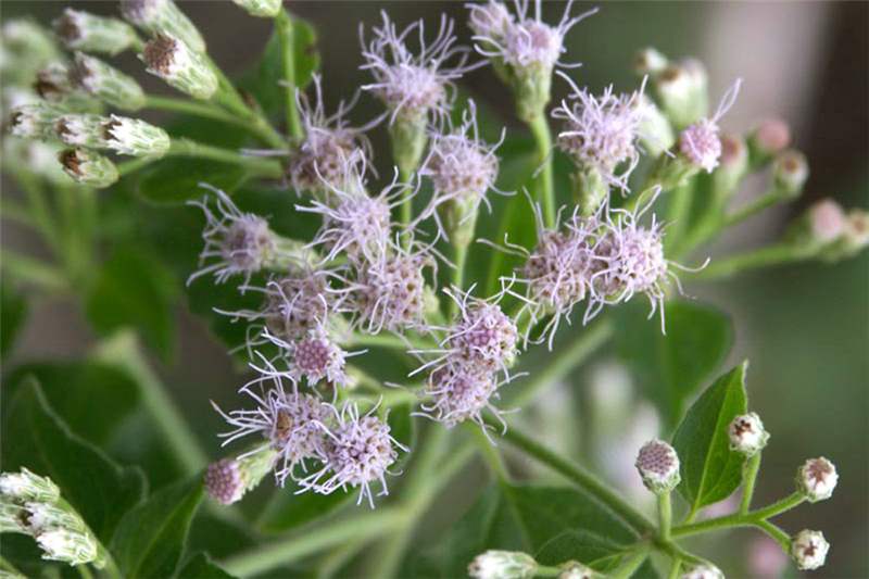 Health Benefits of Siam Weed