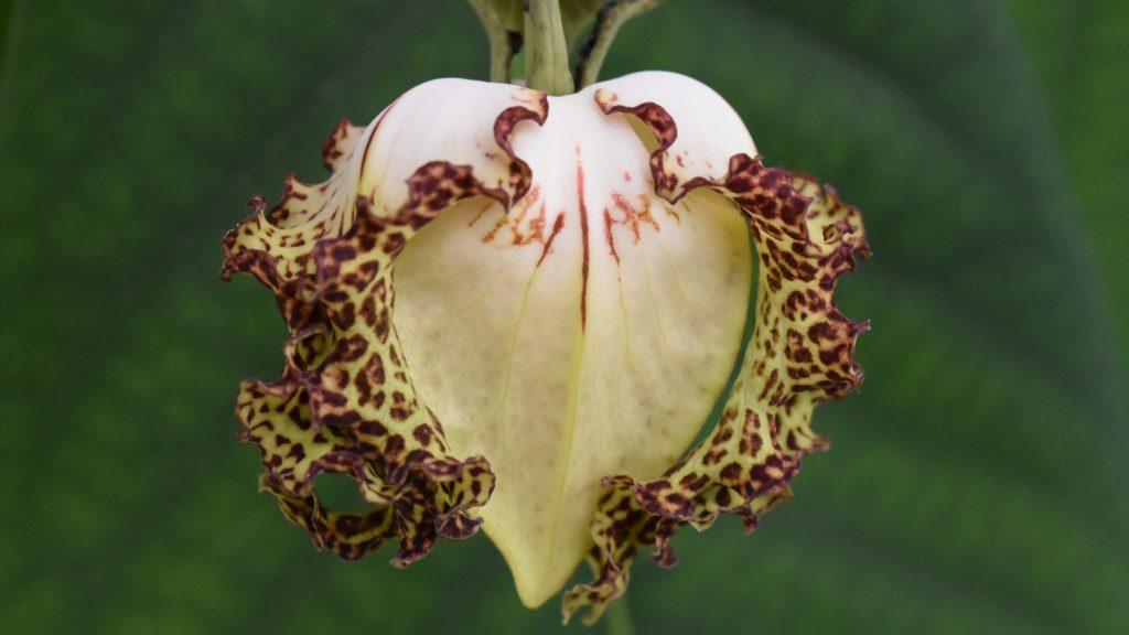 Calebasse De Noix De Muscade Avantages Pour La Santé