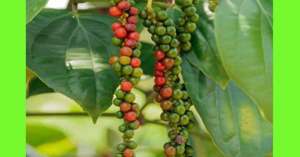 Health Benefits Of Uziza