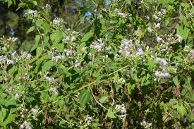 Utilisations inconnues de Siam contre les mauvaises Herbes (Chromolaena odorata)