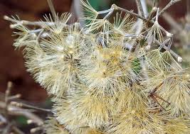 Utilisations inconnues de Siam contre les mauvaises Herbes (Chromolaena odorata)