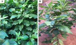 Nutritional and Health Benefits of Independent Leaf (Vernonia amygdalina)