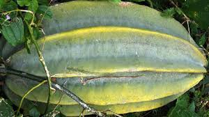 Health Benefits of Ugu Seeds