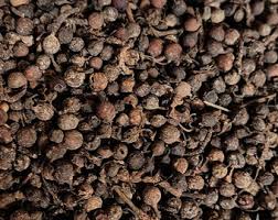 Health Benefits and Uses of Uziza Seeds (Piper guineense)
