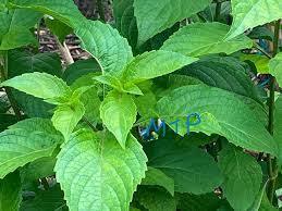 Health Benefit of Awolowo Leaf