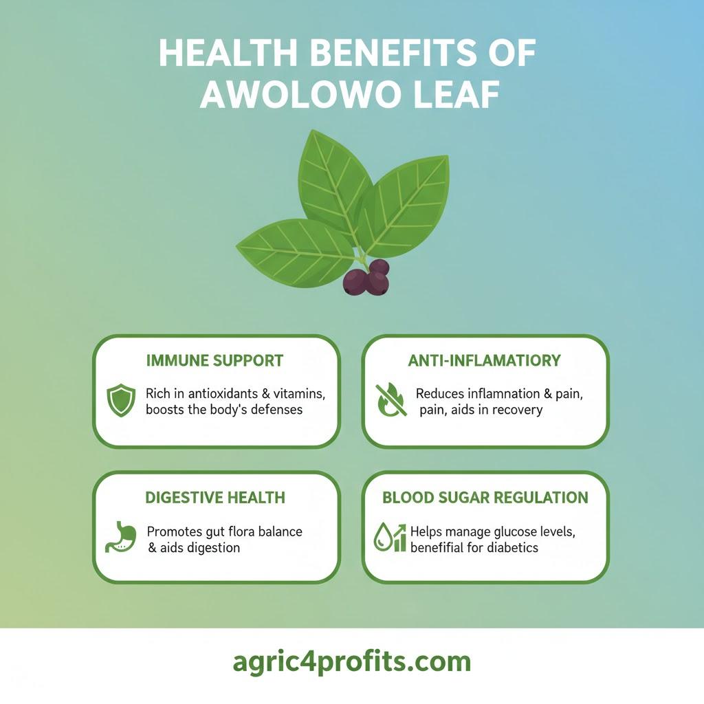 Health Benefit of Awolowo Leaf