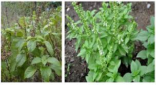 Valeur nutritionnelle et les Avantages de Nunum feuilles