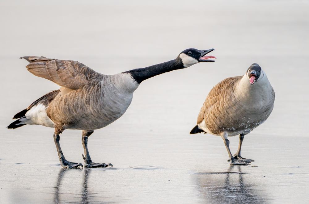 Everything You Need to Know About Geese: Behavior, Care, and ...