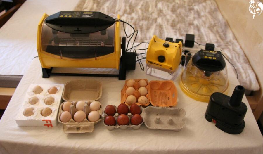 L'Incubation des œufs Processus: Un Guide Complet pour les Débutants