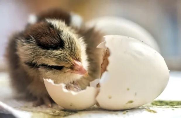 L'Incubation des œufs Processus: Un Guide Complet pour les Débutants