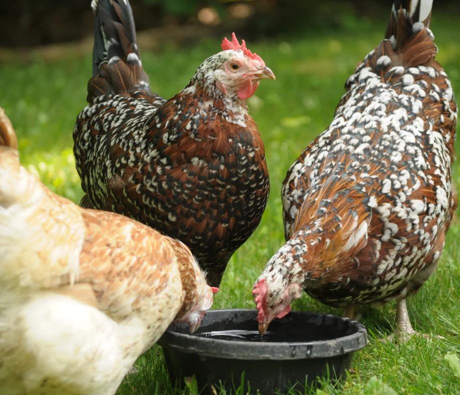 Les meilleures Races de Poulet arrière-Cour pour l'Agriculture: Un Guide Complet