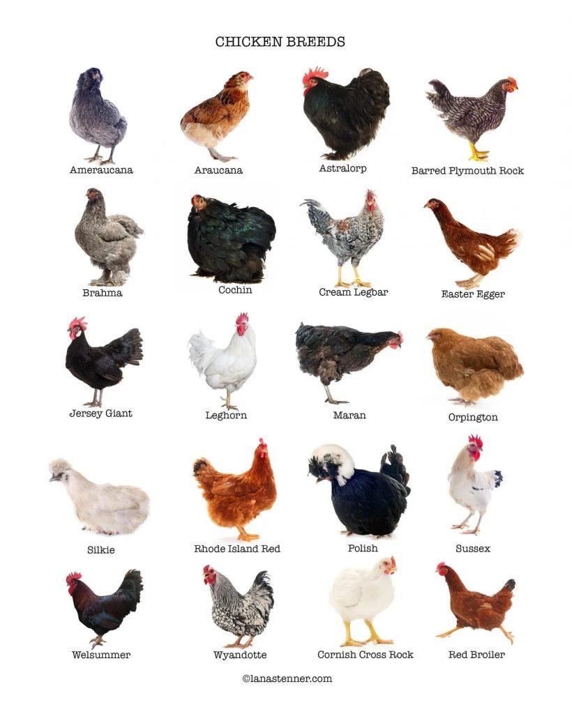 Les meilleures Races de Poulet arrière-Cour pour l'Agriculture: Un Guide Complet
