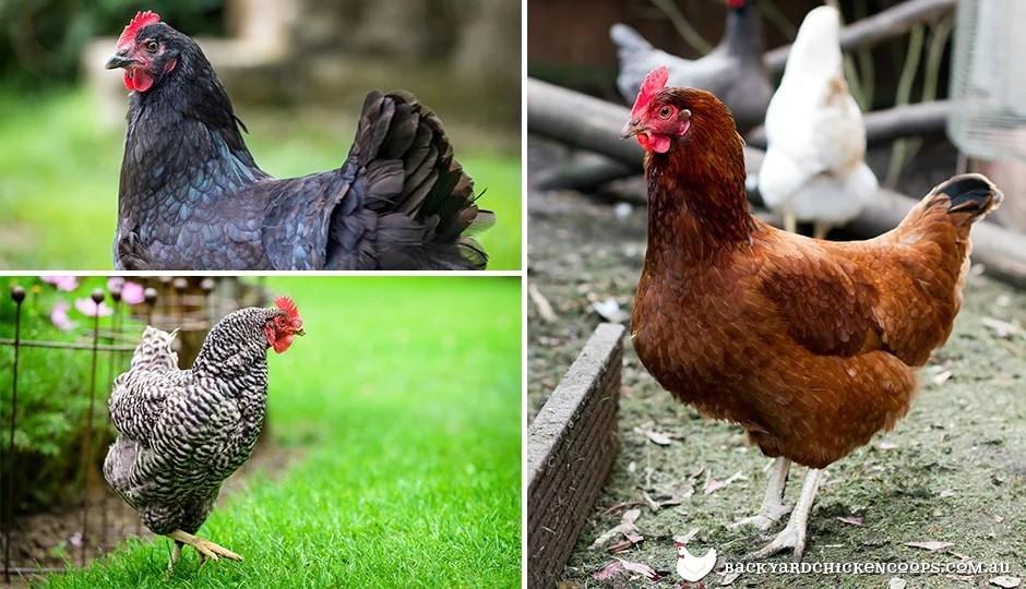 Les meilleures Races de Poulet arrière-Cour pour l'Agriculture: Un Guide Complet