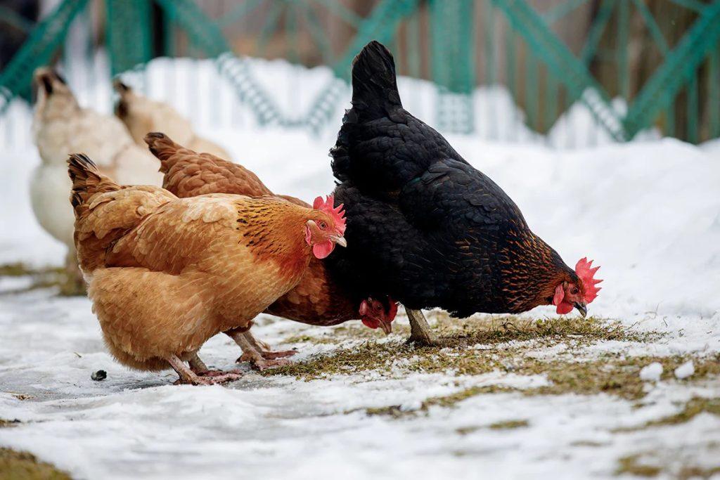 Les meilleures Races de Poulet arrière-Cour pour l'Agriculture: Un Guide Complet