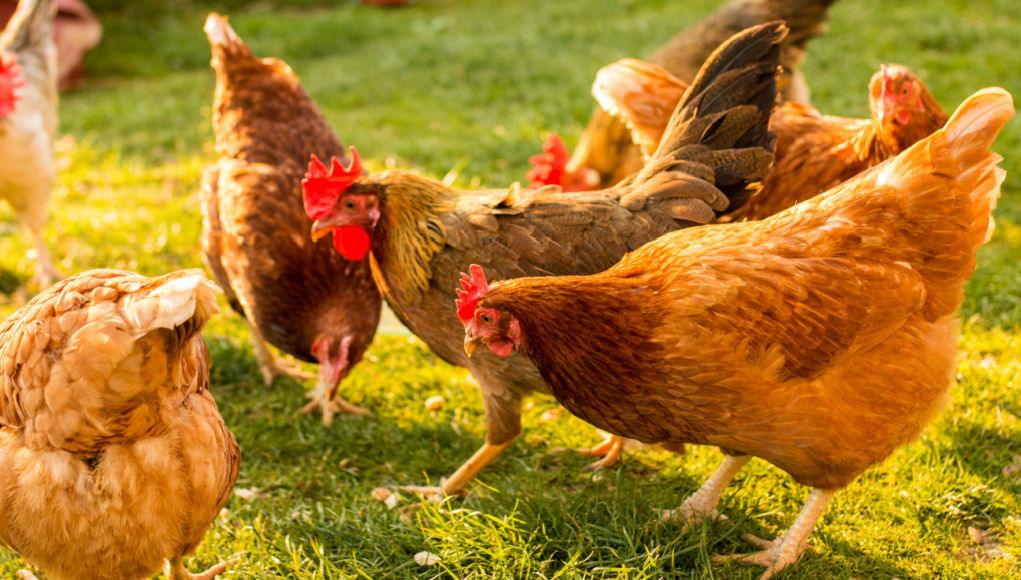 Les meilleures Races de Poulet arrière-Cour pour l'Agriculture: Un Guide Complet