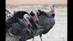 Les Rôles de Dindes dans l'Agriculture: des Avantages, des Pratiques, et de l'Impact Économique