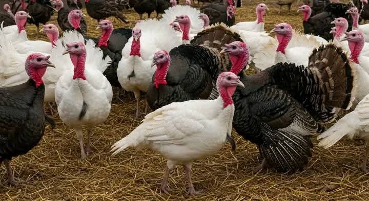 Les Rôles de Dindes dans l'Agriculture: des Avantages, des Pratiques, et de l'Impact Économique