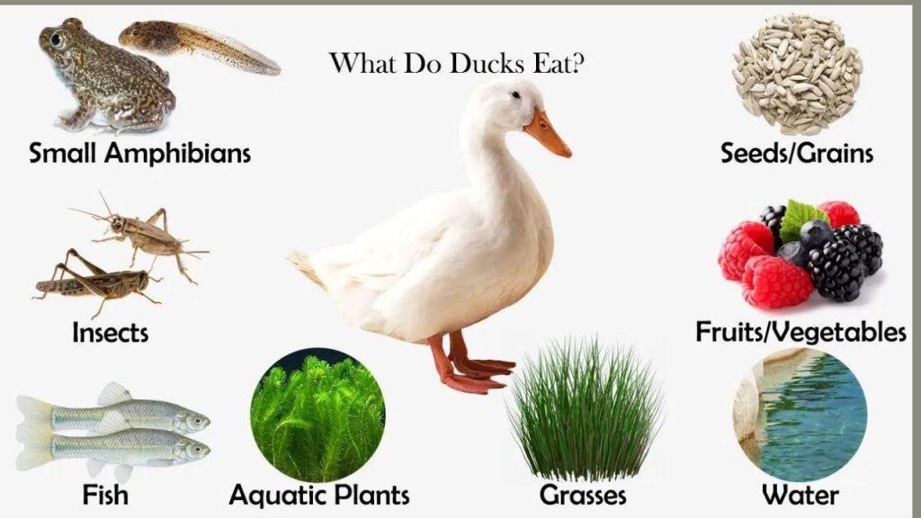 Canard de Soins et d'Alimentation Guide pour les Débutants