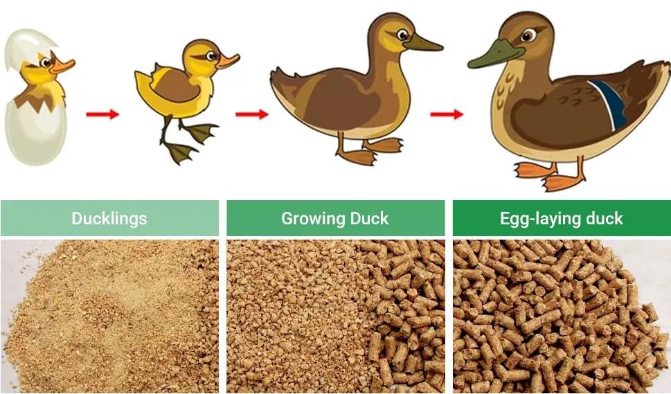 Canard de Soins et d'Alimentation Guide pour les Débutants