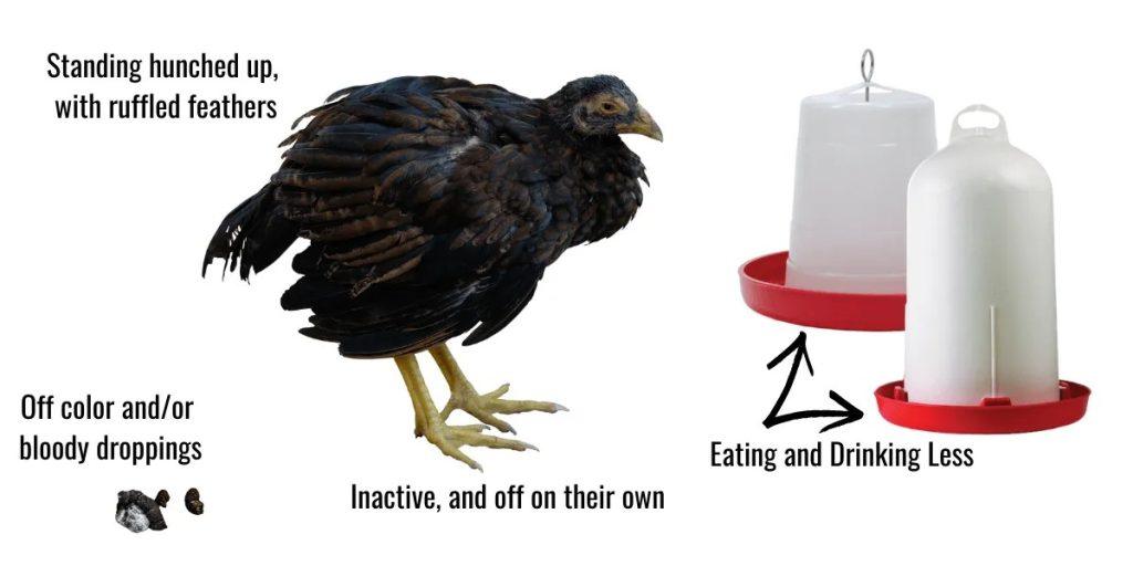 Biologiques de Traitement de la Coccidiose chez les Volailles: les Remèdes Naturels et Conseils de Prévention