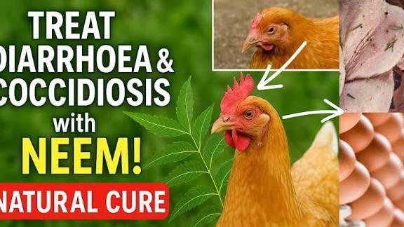 Biologiques de Traitement de la Coccidiose chez les Volailles: les Remèdes Naturels et Conseils de Prévention