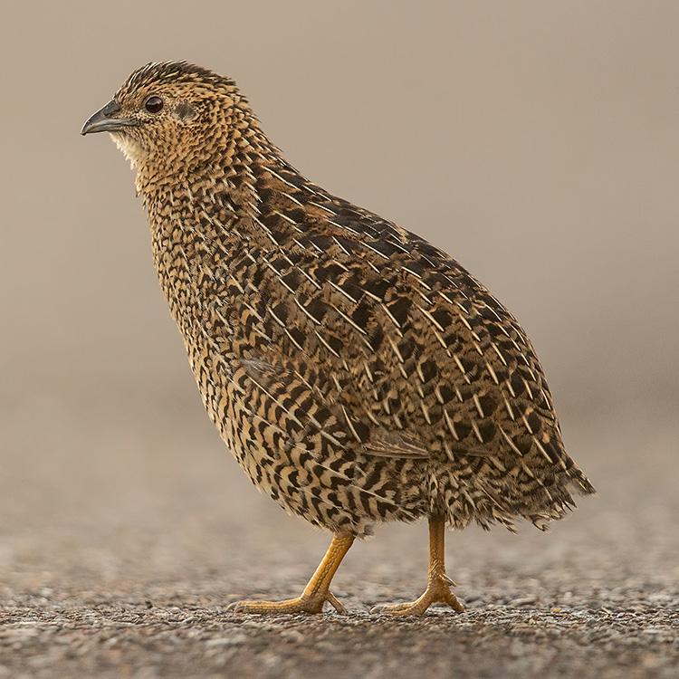 Types de Volaille: Un Guide Complet pour les Races, les Utilisations et les Avantages