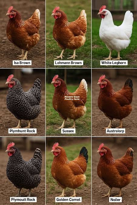 Techniques de l'aviculture: Un Guide Complet pour les Agriculteurs