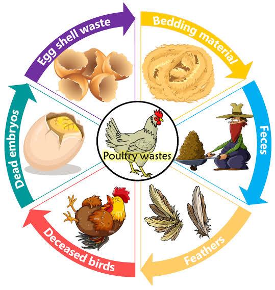 Techniques de l'aviculture: Un Guide Complet pour les Agriculteurs