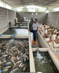 Fish Farming Techniques - Agric4Profits