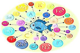 Essentials of Fish Nutrition: Building Healthy Aquaculture Practices