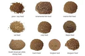 Essentials of Fish Nutrition: Building Healthy Aquaculture Practices