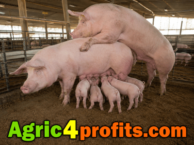 Pig Farming Guide for Beginners - Agric4Profits