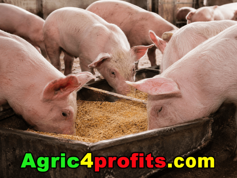 Pig Farming Guide for Beginners - Agric4Profits