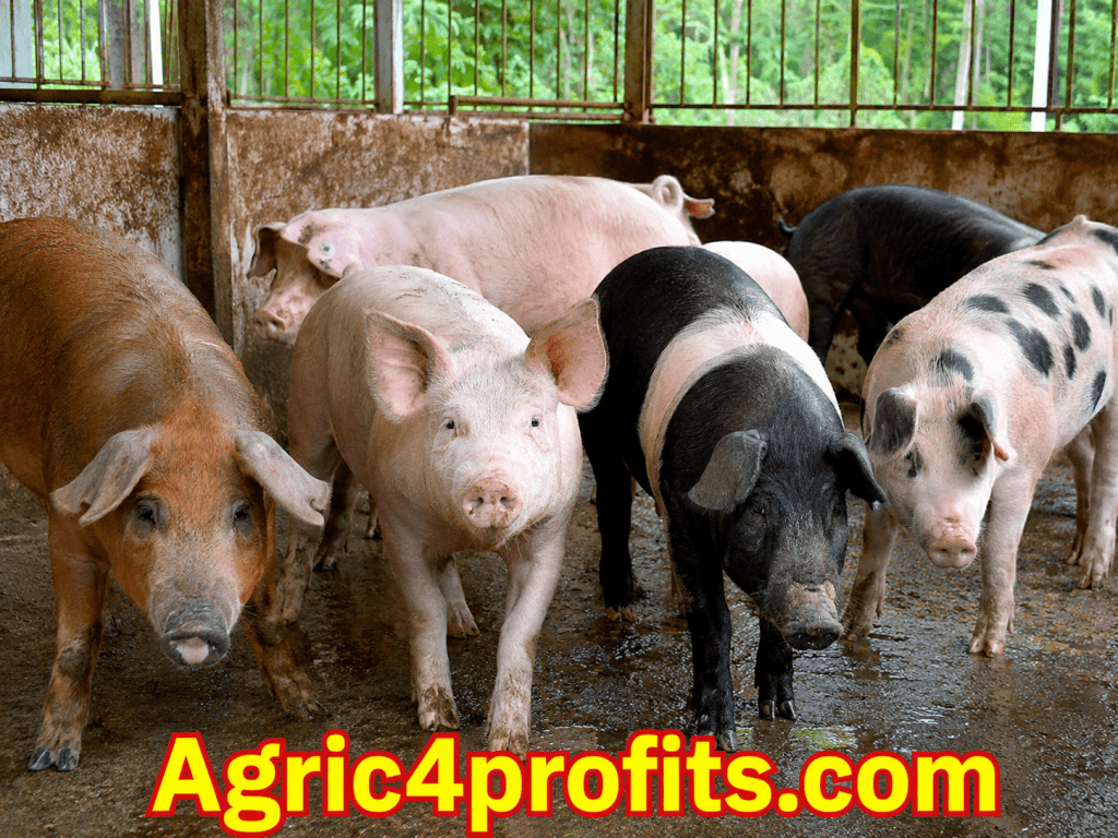 Pig Farming Guide for Beginners - Agric4Profits