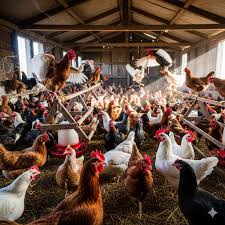 Causes of Vent Pecking in Commercial Layer Birds and How to Prevent It