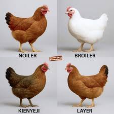 Noiler Chicken Farming Guide: Breeds, Benefits, and How to Get Started