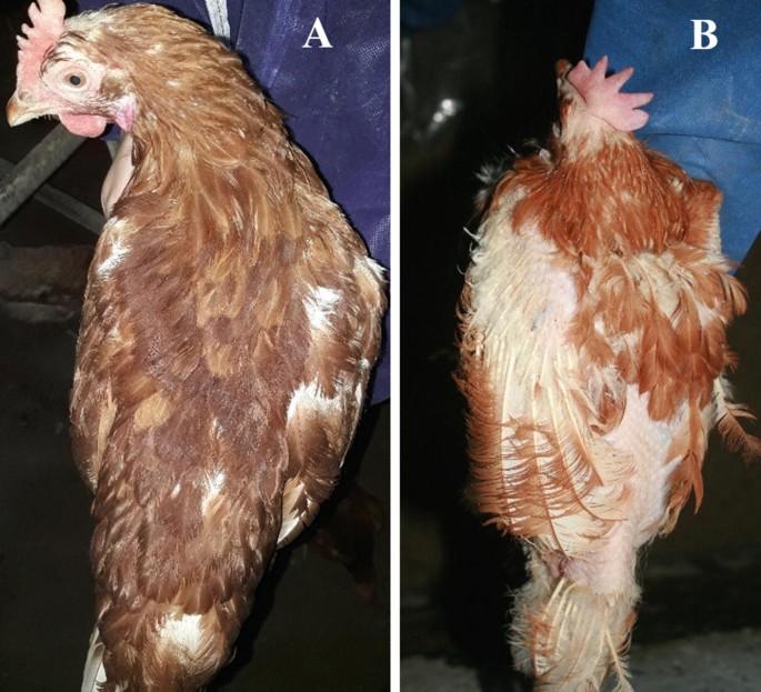 Causes of Vent Pecking in Commercial Layer Birds and How to Prevent It