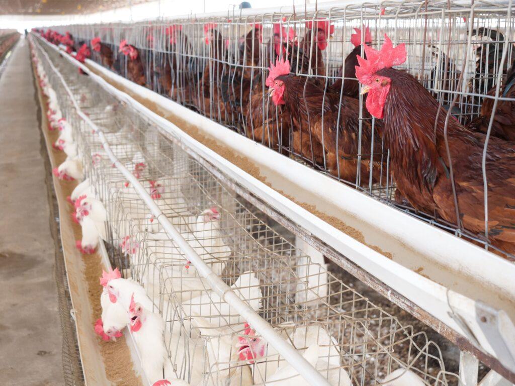 Noiler Chicken: Full Information, Characteristics, and Management Guide