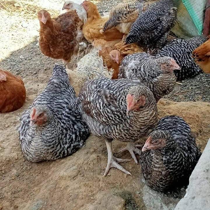 Noiler Chicken Farming Guide: Breeds, Benefits, and How to Get Started