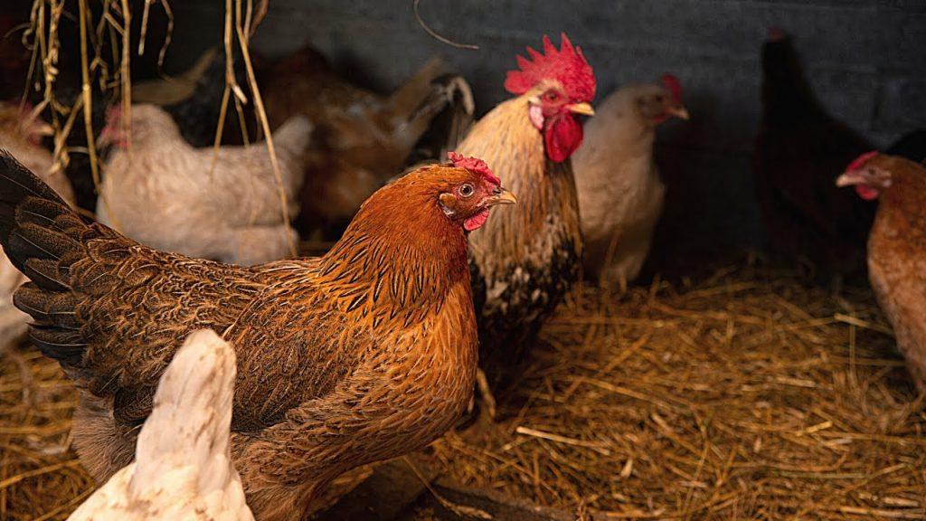 Noiler Chicken Farming Guide: Breeds, Benefits, and How to Get Started